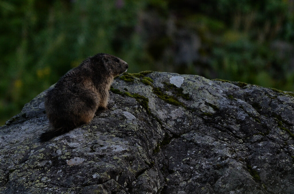 Le Marmotte: A Race Against the Mountains